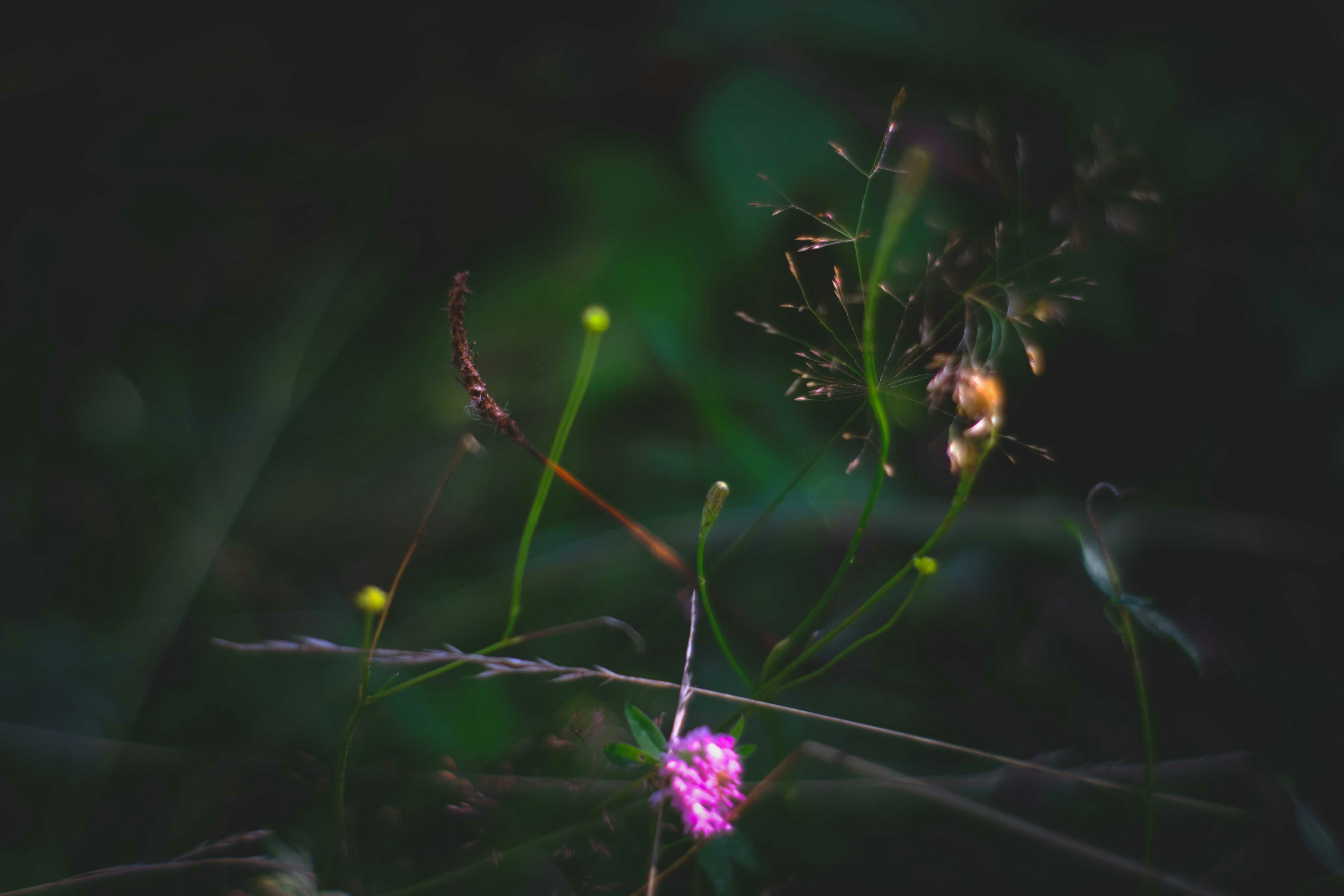 purple flower in tilt shift lens